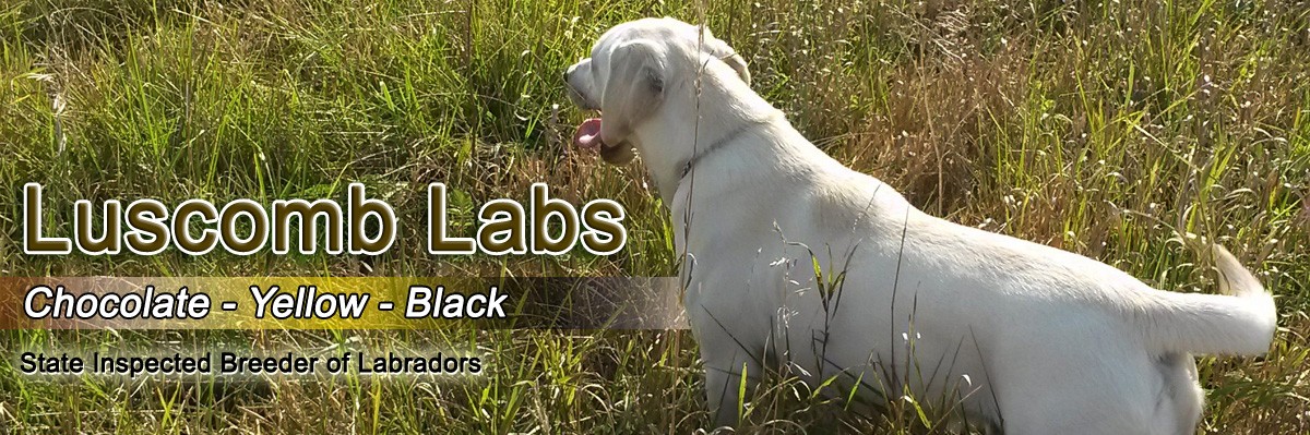 Luscomb Labs – State Inspected Breeder of Labradors